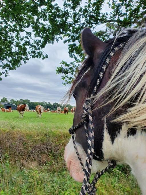Leuk Boerderijtje Op Prachtige Plek, Nabij Natuurgebied Ruurlo Exterior photo